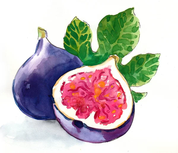 Fruta Figo Comum Tinta Aquarela Ilustração — Fotografia de Stock