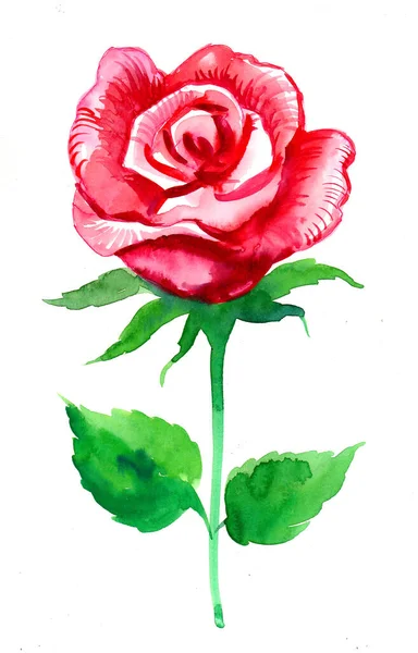Krásná Červená Akvarel Růže — Stock fotografie