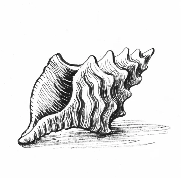 Deniz Kabuğu Mürekkep Siyah Beyaz Çizim — Stok fotoğraf