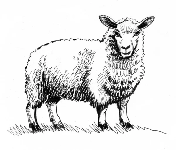 Stehende Schafe Schwarz Weiße Tuschezeichnung — Stockfoto