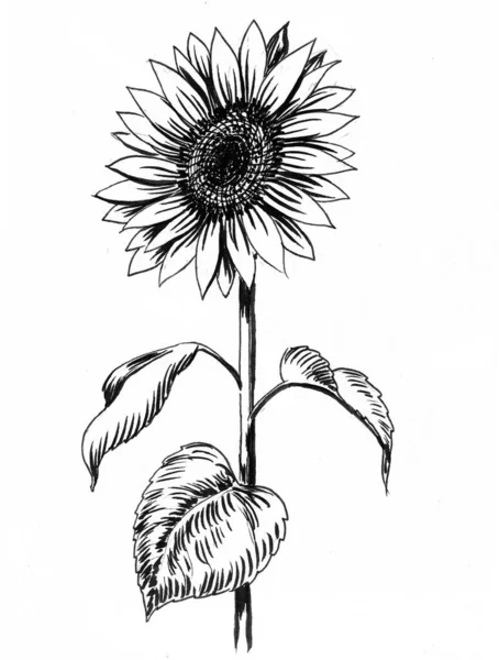 Ayçiçeği Mürekkep Siyah Beyaz Çizim — Stok fotoğraf