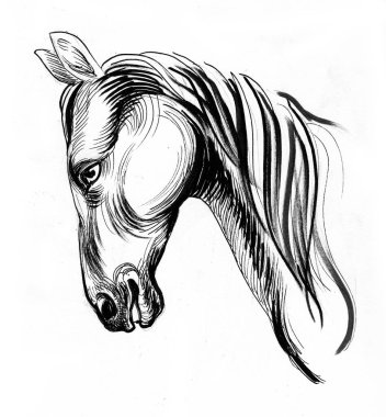 Güzel at kafası. Mürekkep siyah beyaz çizim