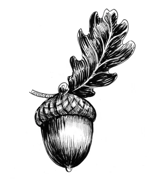 Ghindă Stejar Cerneală Desen Alb Negru — Fotografie, imagine de stoc