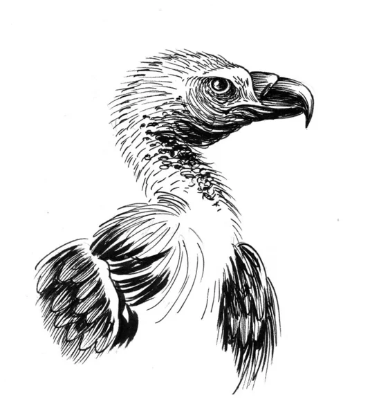 Pájaro Águila Buitre Dibujo Blanco Negro Tinta —  Fotos de Stock