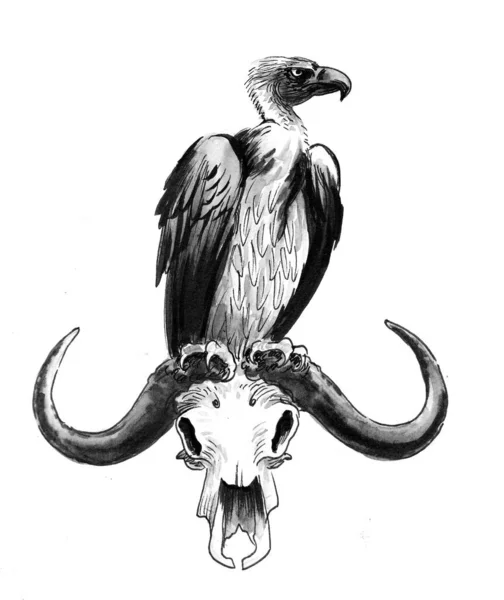 水牛の頭蓋骨の上に座っているハゲワシ 墨と白のドローイング — ストック写真