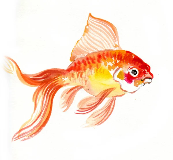 Gold Fish Ink Watercolor Illustration — Stock Photo, Image