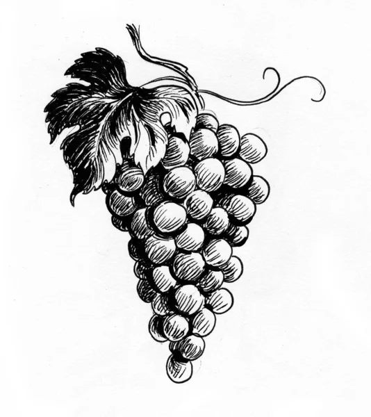 Bunch Grapes Leaf Ink Black White Drawing — Stock Photo, Image