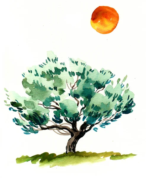 Оливкове Дерево Літнє Сонце Чорнило Акварельна Ілюстрація — стокове фото