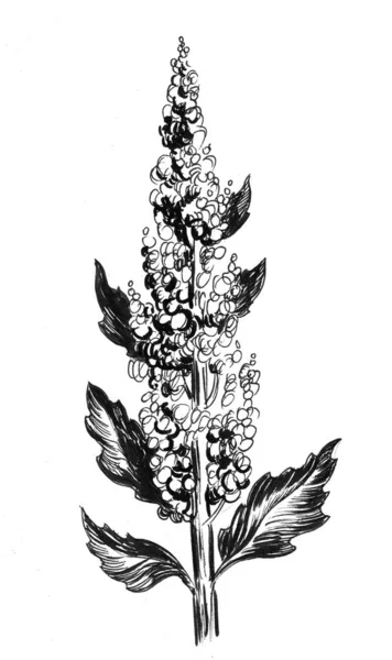 Plante Quinoa Encre Dessin Noir Blanc — Photo
