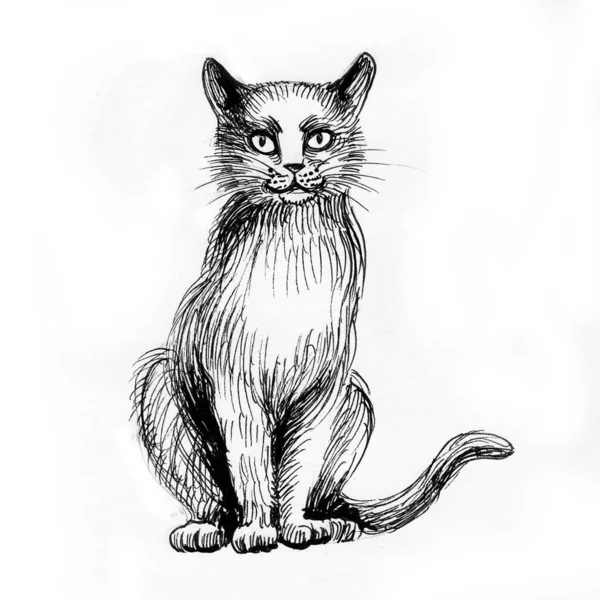 Sittande Katt Bläck Svart Och Vitt Ritning — Stockfoto