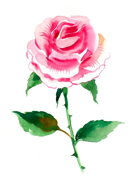 Flor Rosa Tinta Aquarela Ilustração — Fotografia de Stock