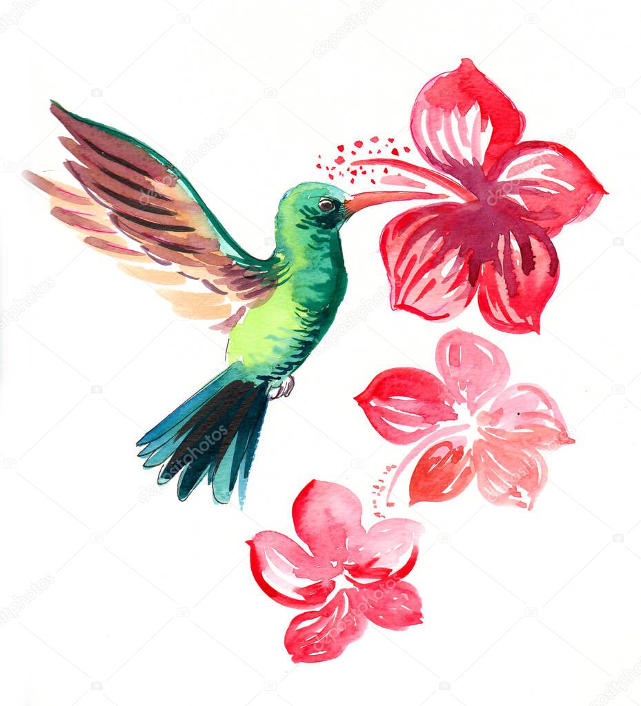 Humming bird and hibiscus flowers. Watercolor painting