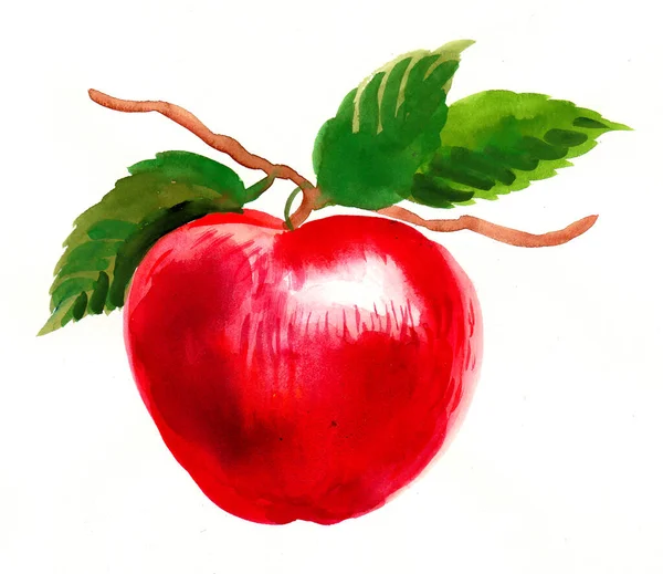 Fruta Maçã Vermelha Ramo Árvore Tinta Pintura Aquarela — Fotografia de Stock