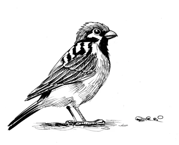 Sparrow Bird Dibujo Blanco Negro Tinta — Foto de Stock