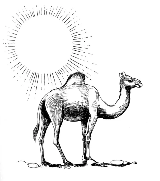 Καμήλα Στην Έρημο Μελάνι Ασπρόμαυρο Σχέδιο — Φωτογραφία Αρχείου