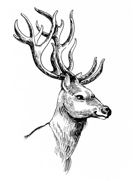 鹿の頭だ 墨と白のドローイング — ストック写真