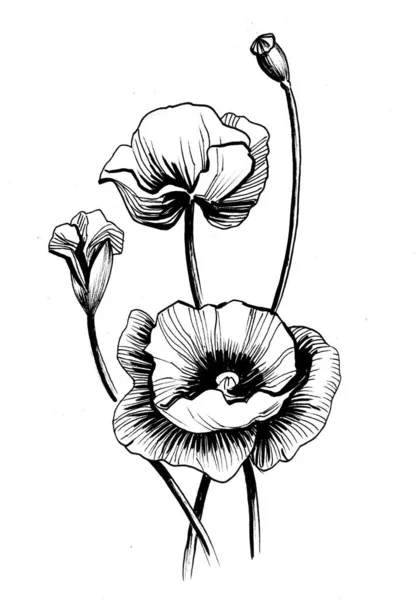 Poppy Bloemen Inkt Zwart Wit Tekening — Stockfoto