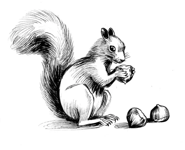 Squirrel Eating Nuts Ink Black White Drawing — Stock fotografie