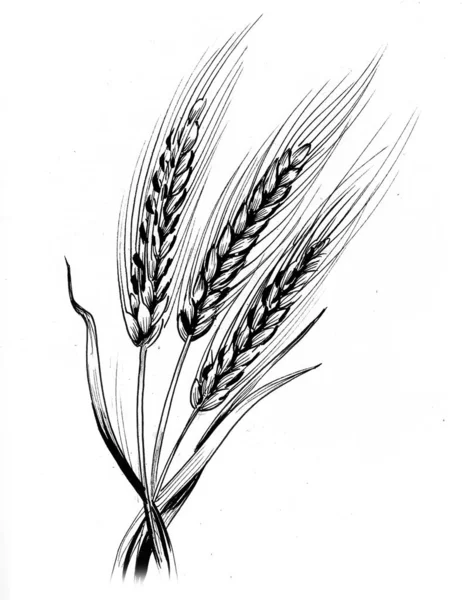 Three Wheat Plants Ink Black White Drawing — Stock fotografie