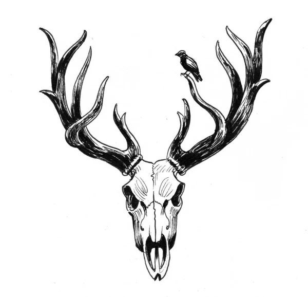 Deer Stag Skull Bird Ink Black White Drawing — Stock Photo, Image