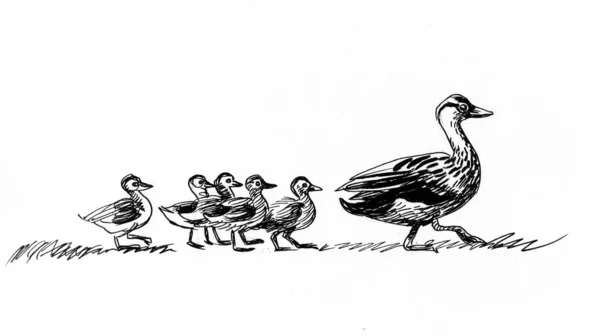 Pato Pájaro Caminando Con Sus Bebés Dibujo Blanco Negro Tinta — Foto de Stock