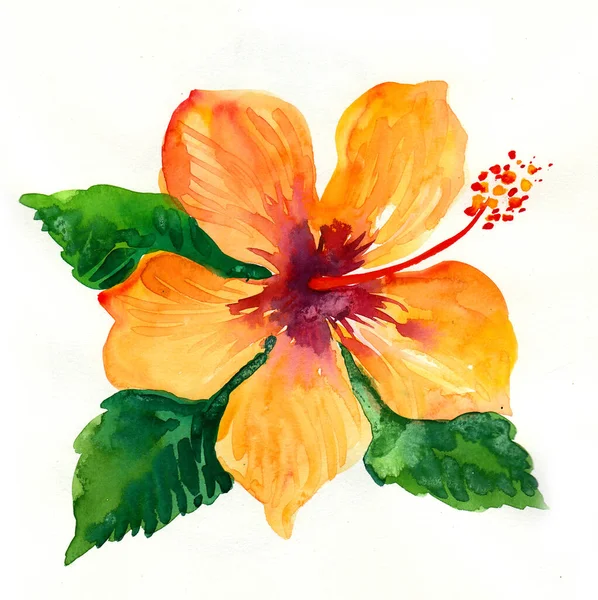 Gele Hibiscus Bloem Aquarelverf — Stockfoto