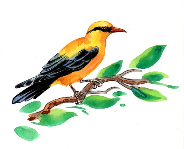 Oriole Bird Tree Branch Ink Watercolor Drawing — Stock Photo, Image