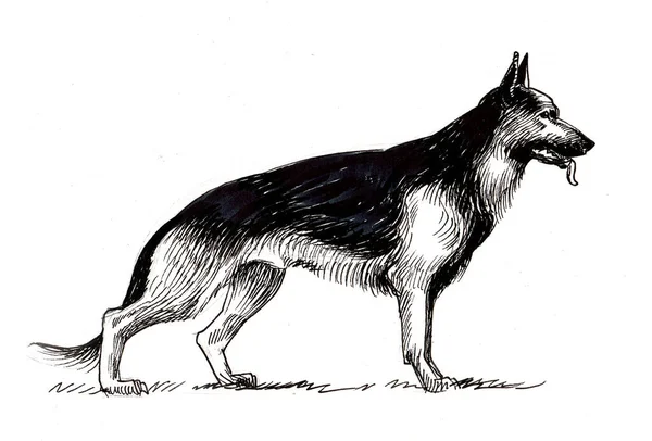 Standing German Shepherd Dog Ink Black White Drawing — Stock Photo, Image