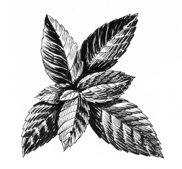 Liście Mięty Czarno Biały Rysunek Atramentu — Zdjęcie stockowe
