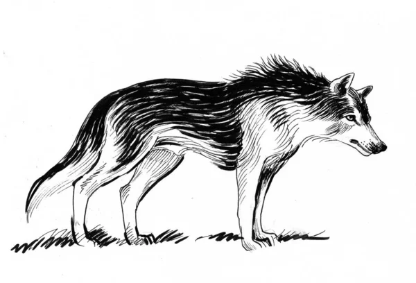 Standing Wolf Ink Black White Drawing — Stock Photo, Image