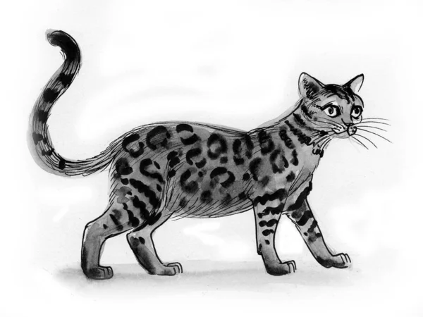 걸어다니는 고양이 잉크와 물감그리기 — 스톡 사진