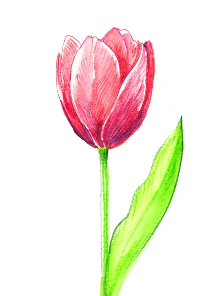 Прекрасна Рожева Квітка Акварельний Живопис — стокове фото