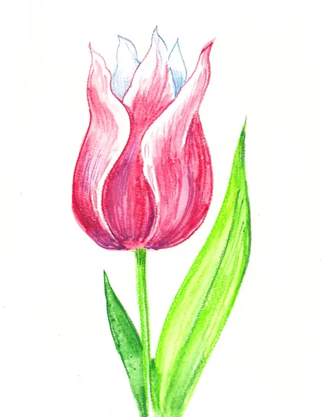 Flor Tulipa Rosa Pintura Aquarela — Fotografia de Stock