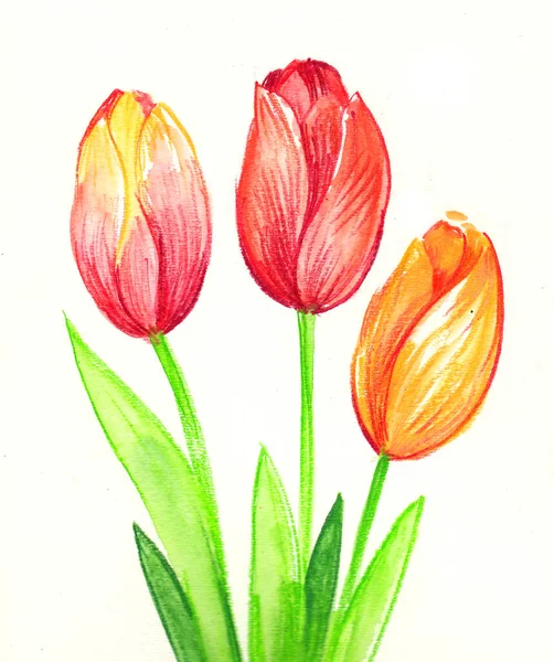 Lindas Flores Tulipa Aquarela — Fotografia de Stock