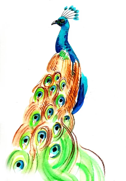Piękny Paw Malowanie Akwarelami — Zdjęcie stockowe