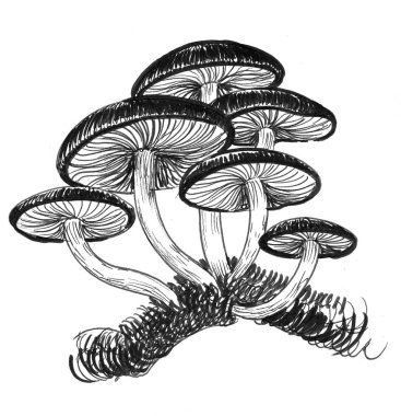 Zehirli mantarlar. Mürekkep siyah beyaz çizim