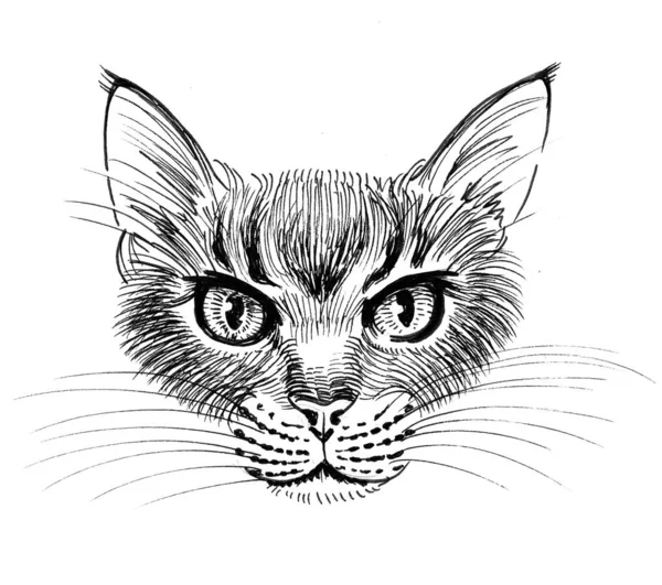 Gato Serio Dibujo Blanco Negro Tinta —  Fotos de Stock