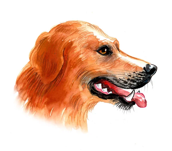 Irish Setter Dog Head Ink Watercolor Drawing — Stock Photo, Image