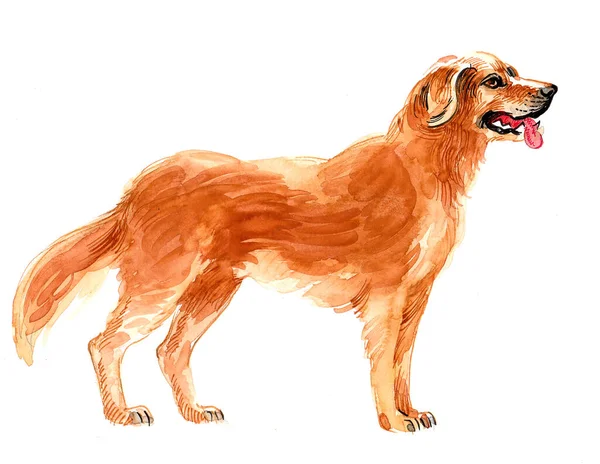 Standing Irish Setter Dog Ink Watercolor Drawing — Stock Photo, Image