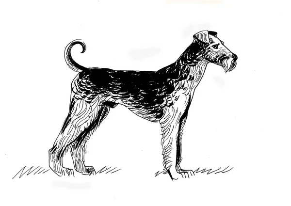 Standing Fox Terrier Dog Ink Black White Drawing — Stock Photo, Image