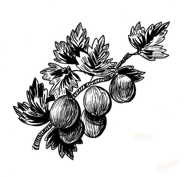 山莓的枝条 墨水黑白画 — 图库照片