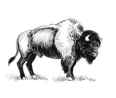 Amerikan bizon boğası. Mürekkep siyah beyaz çizim
