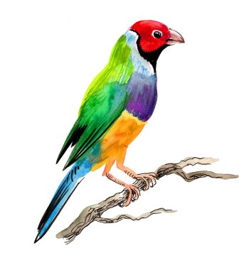 Ağaç dalında renkli bir tropikal kuş. Mürekkep ve suluboya çizim