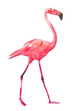 Pembe flamingo kuşu. Suluboya çizimi