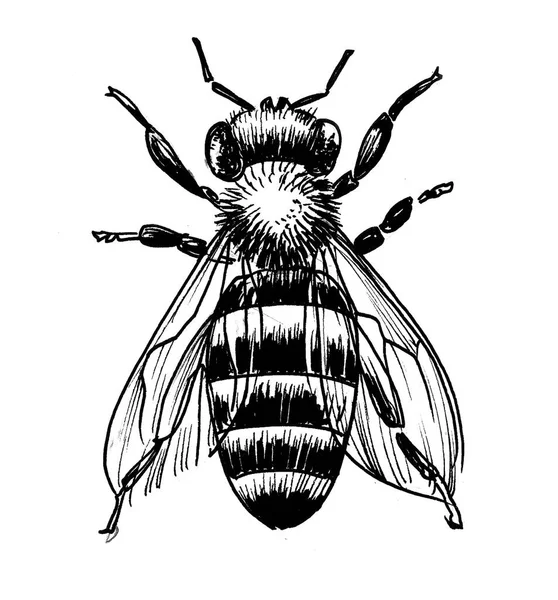 Owad Pszczeli Czarno Biały Rysunek Atramentu — Zdjęcie stockowe