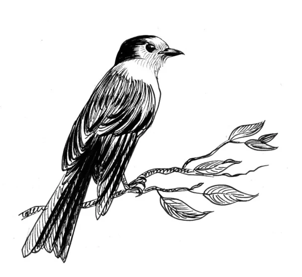 Uccello Seduto Ramo Albero Inchiostro Disegno Bianco Nero — Foto Stock