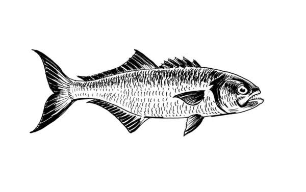 Ikan Laut Gambar Hitam Dan Putih Tinta — Stok Foto