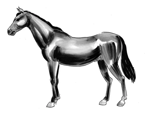 Standing Black Stallion Ink Watercolor Illustration — Stock Photo, Image