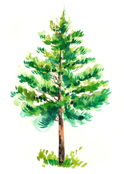 Zelená Borovice Inkoust Akvarel Ilustrace — Stock fotografie