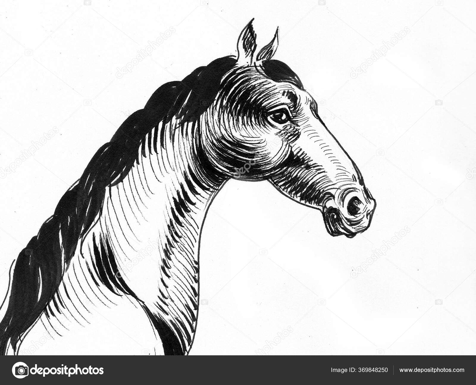 Fotos de Cavalo desenho, Imagens de Cavalo desenho sem royalties